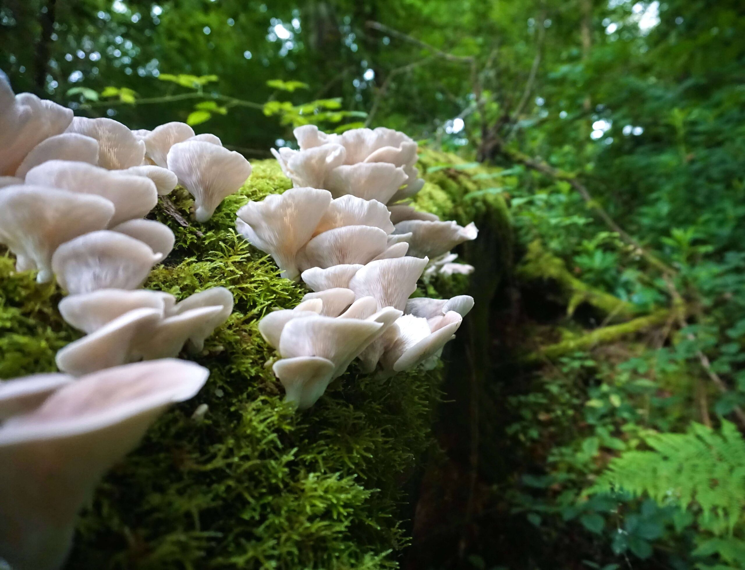 oyster mushrooms outdoors growing on a tree in the woods