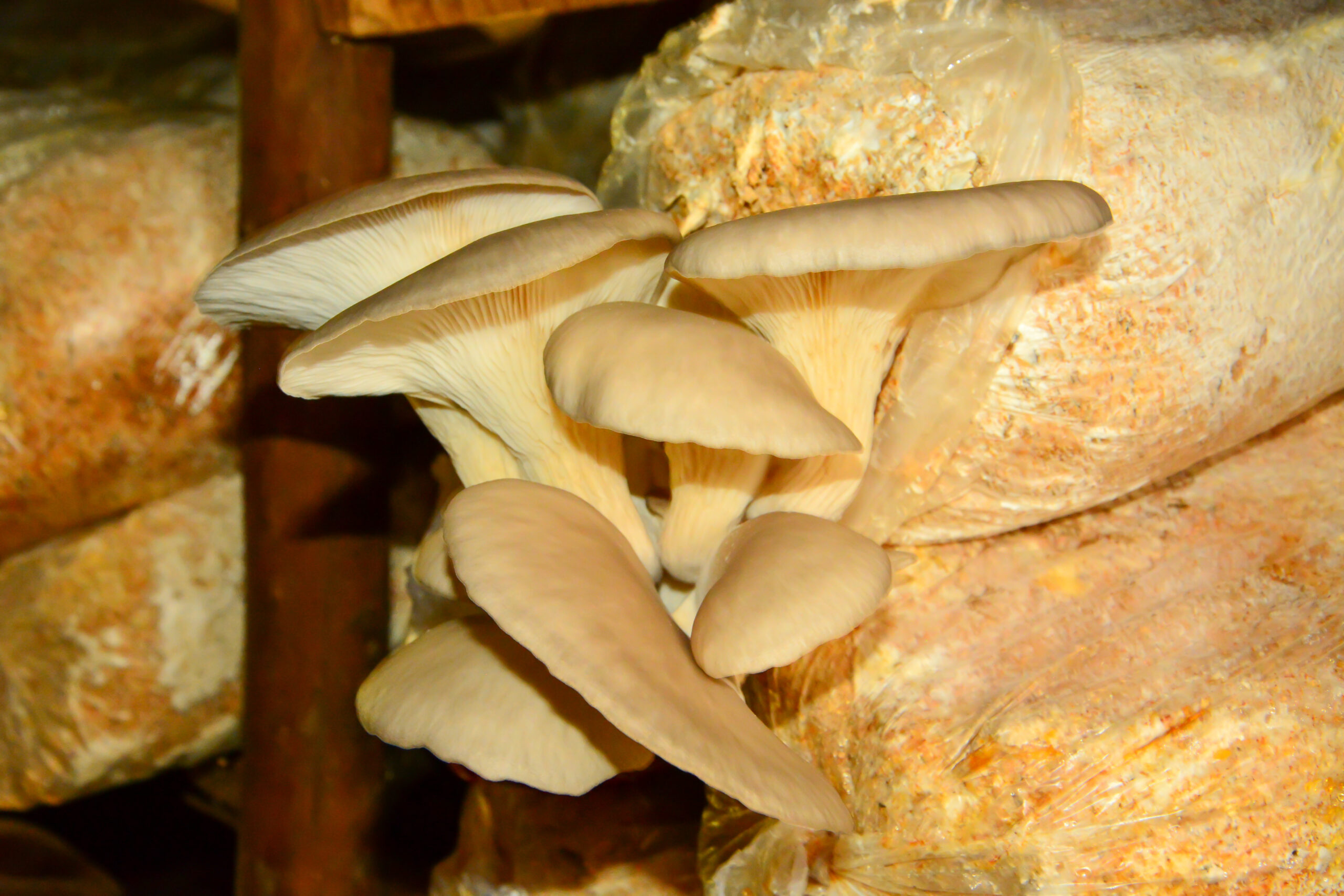 Brown mushrooms on brown tree trunk